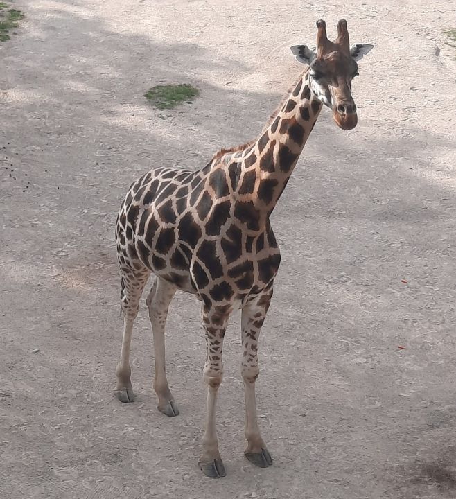 Zoo Praha má pro vás vánoční dárek! Vstupné za 100 Kč po celé vánoční prázdniny (od pondělí 22. prosince až do neděle 4....